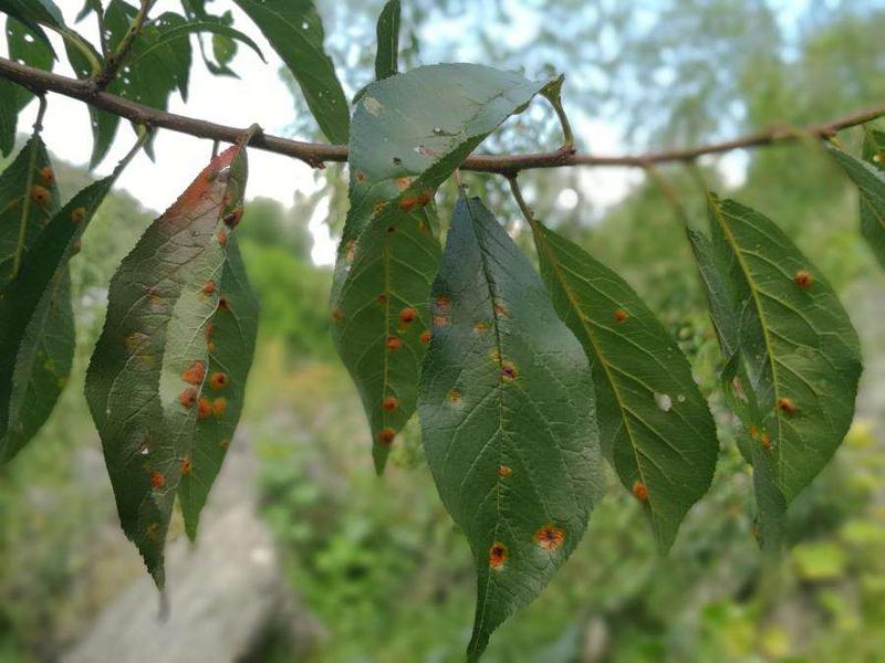 低温多雨季节,蜂糖李红点病如何防治?
