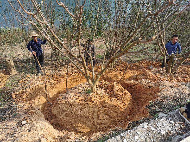 蜂糖李有效 施肥 果树施肥,施肥范围过远或过深,会降低果树根系对养分