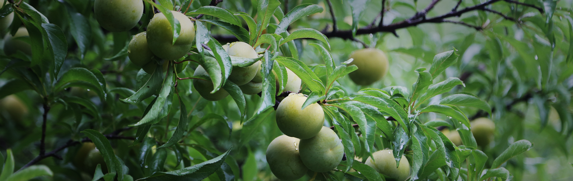 种下蜂糖李重庆金溪镇望岭村致富有盼头